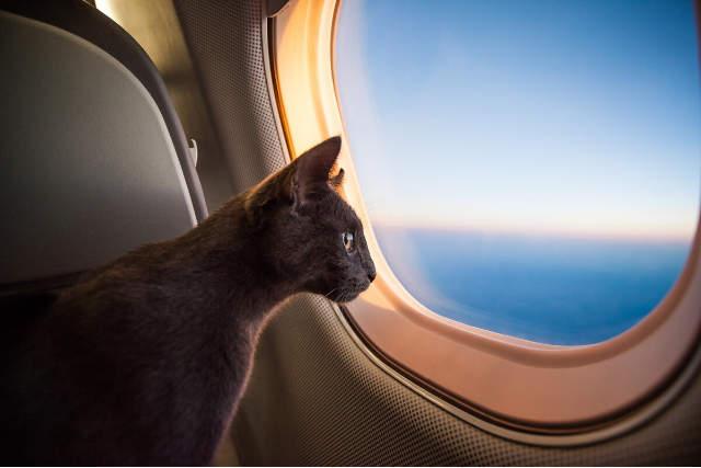 飛行機に乗る猫